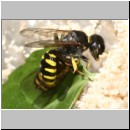 Ectemnius cavifrons oder ruficornis - Grabwespe w04c 11mm beim Nesteintrag - Schwebfliege.jpg